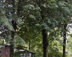 Bostuin rondom Vakantiehuisje in Wolfheze, Gelderland met groene omgeving.