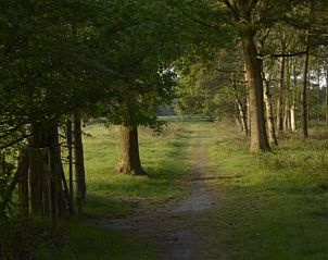 Bospaadje nabij Vakantiehuisje in Wolfheze, Gelderland voor wandelingen.