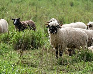 Schapen in de omgeving van Huisje in Dreumel, vakantiehuis in Rivierengebied Gelderland, in een weelderig landschap.