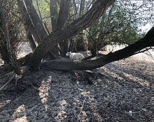Schapen rusten onder bomen nabij Huisje in Dreumel, vakantiehuis in Rivierengebied Gelderland, in een serene omgeving.