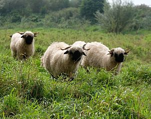 Verblijf 286406 - Vakantiewoning Rivierengebied - Vakantiehuis in Dreumel