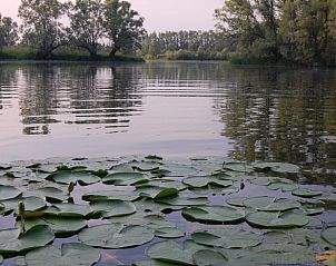 Kalme wateren en waterlelies bij Vakantiehuis in Dreumel, perfecte ontspanning, Rivierengebied, Gelderland.