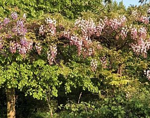 Verblijf 286408 - Vakantiewoning Rivierengebied - Huisje in Dreumel