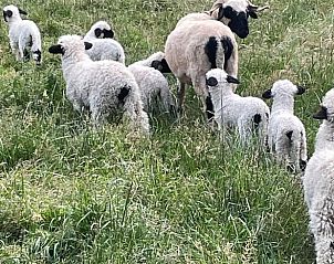 Schapen in de omgeving van Vakantiehuis in Dreumel, Gelderland, voor een authentieke landelijke ervaring.