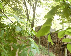 Natuurrijke omgeving van Vakantiehuis in Dreumel, een bosrijke plek in Gelderland.
