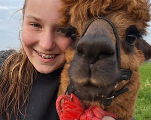 Guest house 286419 - Holiday property Rivierengebied - Huisje in Dreumel