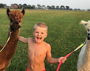 Guest house 286419 - Holiday property Rivierengebied - Huisje in Dreumel