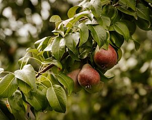 Verblijf 287005 - Vakantiewoning Rivierengebied - Huisje in Acquoy