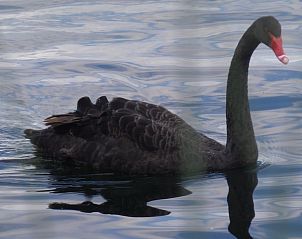 Guest house 287102 - Holiday property Rivierengebied - Huisje in Maasbommel