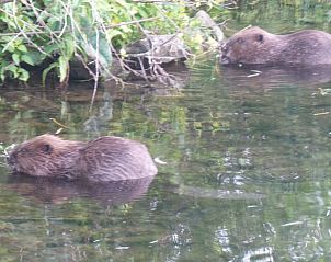 Guest house 287102 - Holiday property Rivierengebied - Huisje in Maasbommel