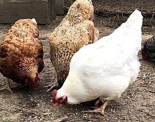 Guest house 287103 - Bed and Breakfast Rivierengebied - Huisje in Maasbommel