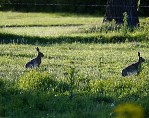 Guest house 287108 - Holiday property Rivierengebied - Vakantiehuisje in Maasbommel
