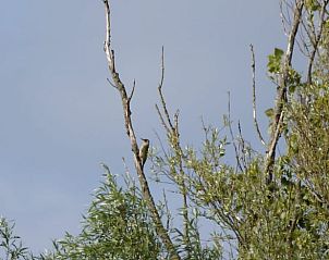 Guest house 287108 - Holiday property Rivierengebied - Vakantiehuisje in Maasbommel