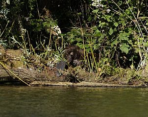 Guest house 287108 - Holiday property Rivierengebied - Vakantiehuisje in Maasbommel