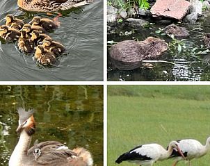 Guest house 287109 - Holiday property Rivierengebied - Vakantiehuis in Maasbommel