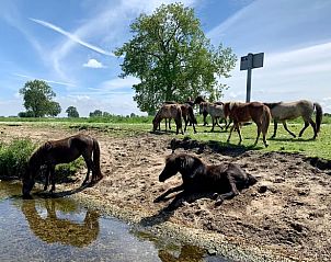 Guest house 287114 - Holiday property Rivierengebied - Vakantiehuis in Maasbommel