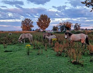 Guest house 287114 - Holiday property Rivierengebied - Vakantiehuis in Maasbommel