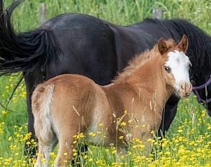 Unterkunft 287201 - Boot Rivierengebied - Huisje in Beneden Leeuwen