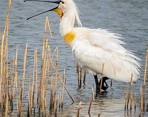 Unterkunft 287201 - Boot Rivierengebied - Huisje in Beneden Leeuwen