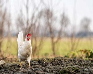 Unterkunft 287302 - Ferienhaus Rivierengebied - Vakantiehuis in Rossum