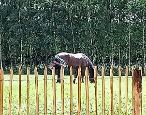 Paard grazend in de weide bij Vakantiehuis in Gameren, omgeven door de natuur van het Rivierengebied, Gelderland.