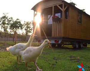 Vakantiehuis in Opheusden met grazende ganzen, geniet van de natuur in het Rivierengebied, Gelderland.