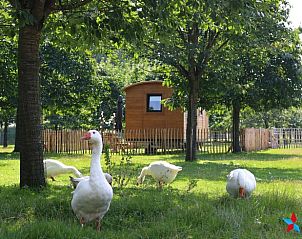Rustieke omgeving van Vakantiehuis in Opheusden met grazende ganzen, Rivierengebied, Gelderland.