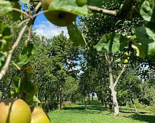 Fruitbomen in de tuin van Vakantiehuisje in Neerijnen, Rivierengebied omringd door weelderige natuur.
