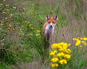 Moderne keuken in vakantiehuis DG312 in Winterswijk, Gelderland met ruime indeling.