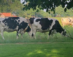 Guest house 2901133 - Holiday property Achterhoek - Huisje in Winterswijk