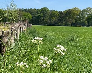 Green fields around Holiday home in Winterswijk, perfect for nature lovers.