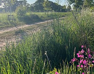 Summer flowers and green fields near Holiday home in Winterswijk.