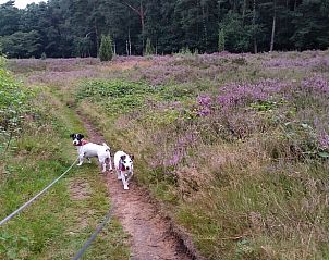 Verblijf 290130 - Vakantiewoning Achterhoek - Vakantiehuisje in Winterswijk