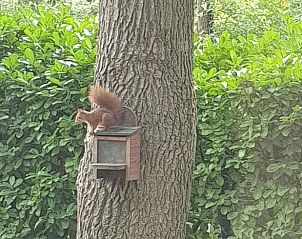 Verblijf 290130 - Vakantiewoning Achterhoek - Vakantiehuisje in Winterswijk