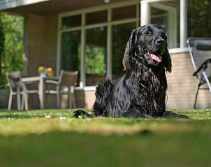 Hond geniet van de tuin bij Vakantiehuisje in Winterswijk, Achterhoek, Gelderland.