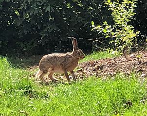 Guest house 290140 - Holiday property Achterhoek - Vakantiehuis Gerumiges Ferienhaus mitten im Wald