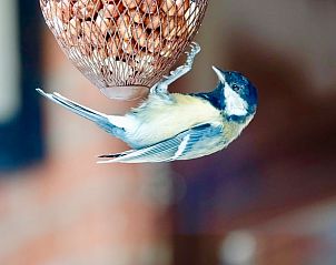 Verblijf 290163 - Vakantiewoning Achterhoek - Vakantiehuisje in Winterswijk