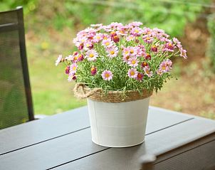 Bloemen op het terras van Vakantiehuis in Winterswijk, omgeven door Achterhoekse natuur.