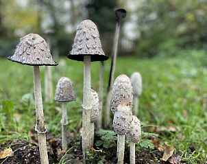 Guest house 290199 - Holiday property Achterhoek - DG1836