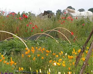 Bloemen en paarden in de omgeving van Vakantiehuisje in Barchem, Achterhoek, Gelderland.