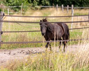 Klein paard in de weide bij Vakantiehuisje in Barchem, Achterhoek, Gelderland, voor een landelijke sfeer.