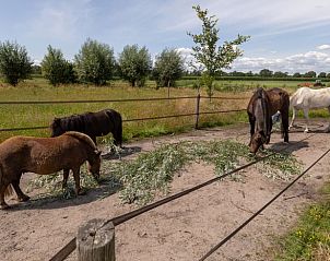 Paarden in de omgeving van Vakantiehuisje in Barchem, Achterhoek, Gelderland, genietend van de natuur.