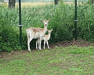 Herten in de omgeving van Huisje in Barchem, vakantieaccommodatie in Achterhoek, Gelderland.