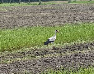 Ooievaar in de velden bij Huisje in Barchem, vakantiehuis in Achterhoek, Gelderland.