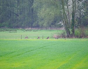Groen landschap met herten bij Huisje in Barchem, vakantieverblijf in Achterhoek, Gelderland.