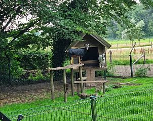 Geitenverblijf bij Huisje in Barchem, vakantiehuis in Barchem, met speelse dieren en landelijke sfeer.