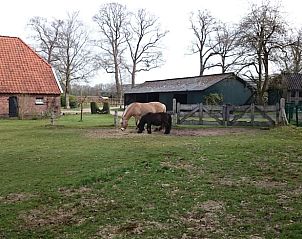 Paardenweide bij Huisje in Barchem, vakantiehuis in Gelderland, met paarden in een groene omgeving.