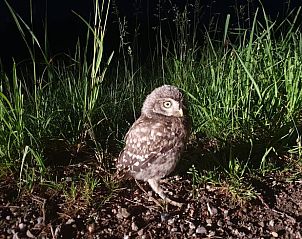 Hert in de omgeving van Vakantiehuisje in Barchem, Achterhoek, Gelderland.