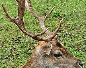 Vogels bij zonsondergang bij Vakantiehuisje in Barchem, Achterhoek, Gelderland.