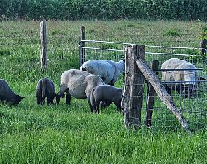 Herfstlandschap bij Huisje in Barchem, vakantiehuis in Gelderland met grazende schapen.